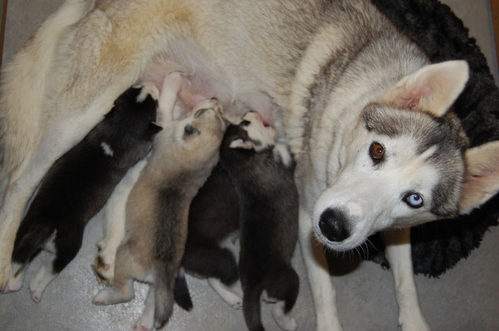 Bcbg Belle Carrure Belle Gueule - Siberian Husky - Portée née le 11/11/2019