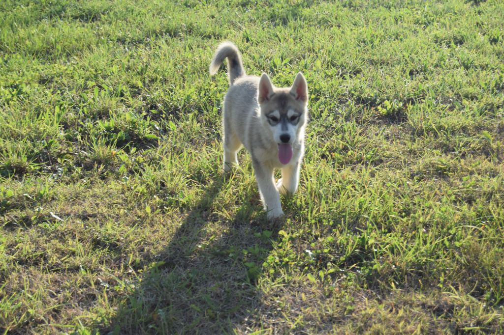Bcbg Belle Carrure Belle Gueule - Siberian Husky - Portée née le 04/08/2021