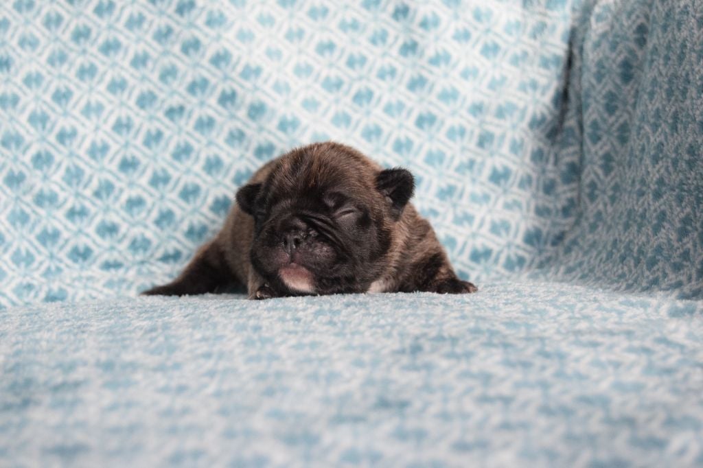 Bcbg Belle Carrure Belle Gueule - Chiots disponibles - Bouledogue français