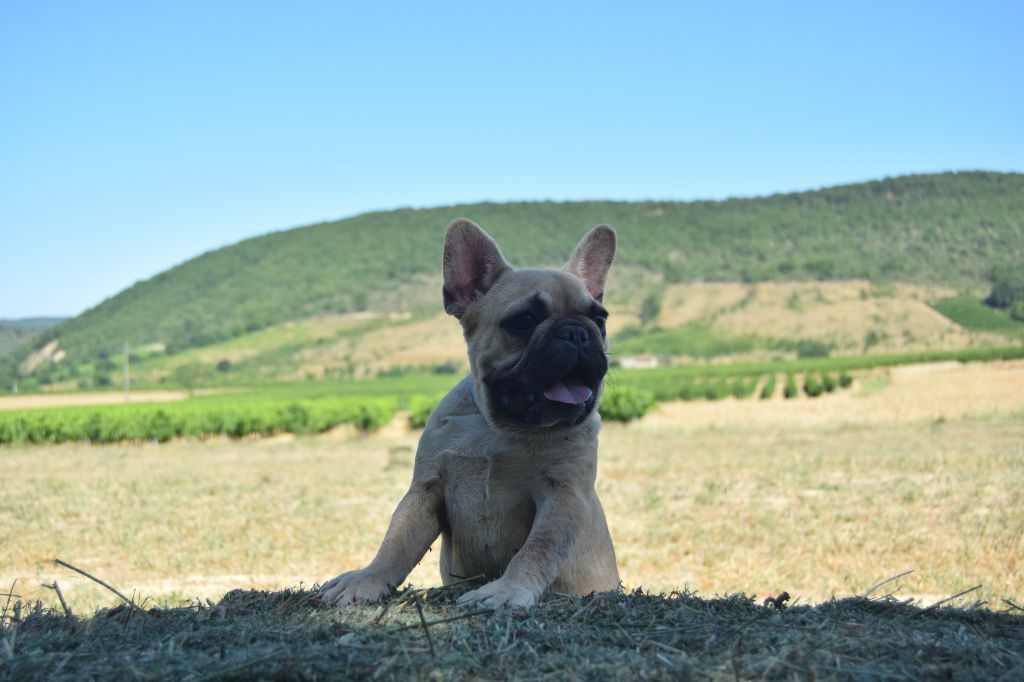 Bcbg Belle Carrure Belle Gueule - Chiots disponibles - Bouledogue français
