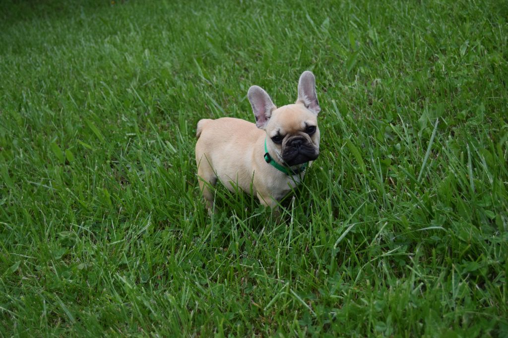 Bcbg Belle Carrure Belle Gueule - Chiots disponibles - Bouledogue français