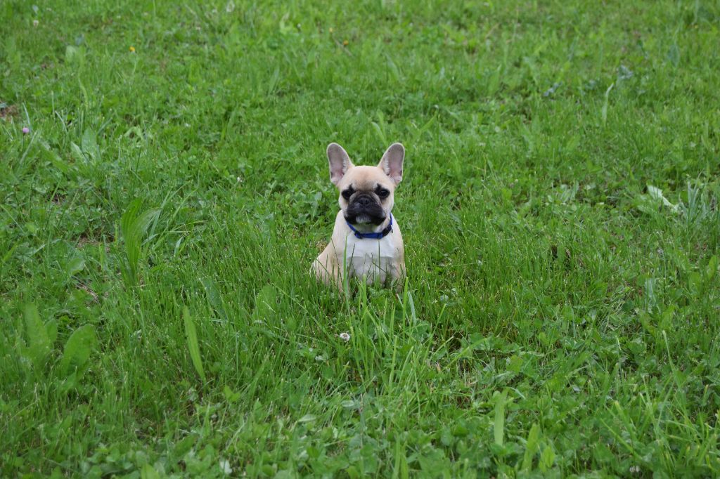 Bcbg Belle Carrure Belle Gueule - Chiots disponibles - Bouledogue français
