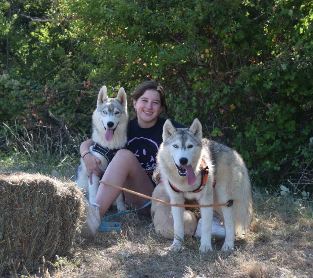 Chiot Siberian Husky Bcbg Belle Carrure Belle Gueule