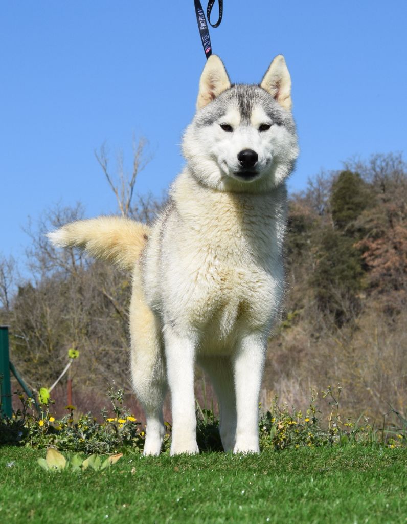 Chiot Siberian Husky Bcbg Belle Carrure Belle Gueule