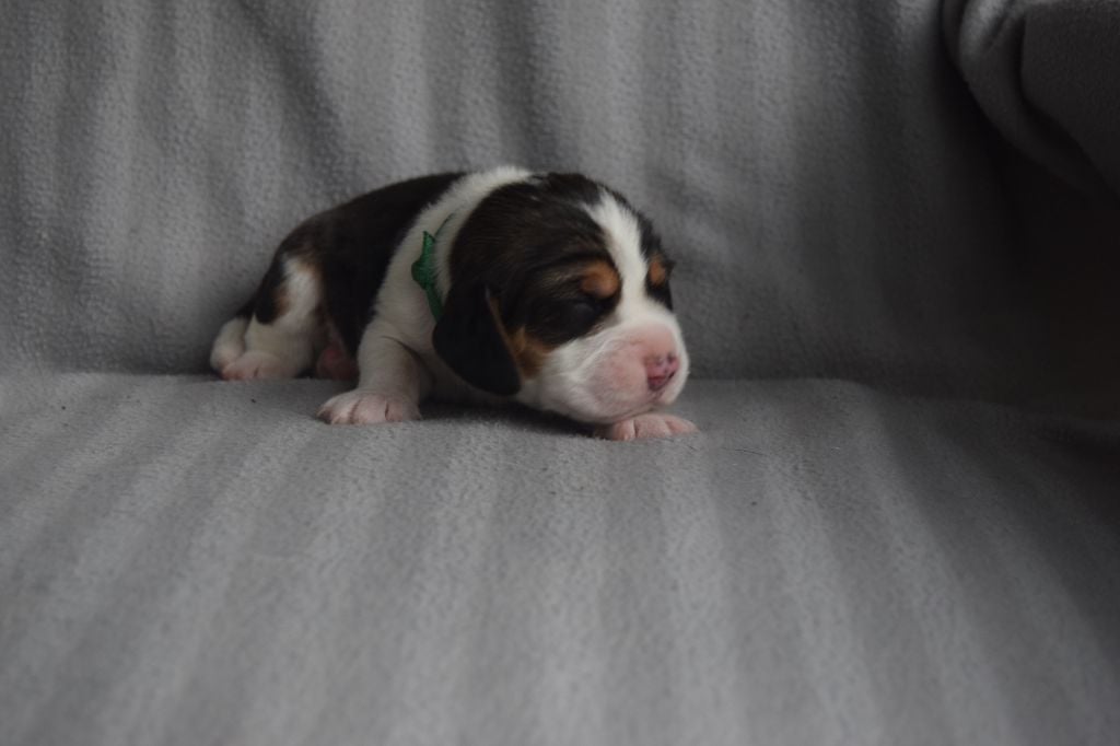 Bcbg Belle Carrure Belle Gueule - Chiots disponibles - Beagle