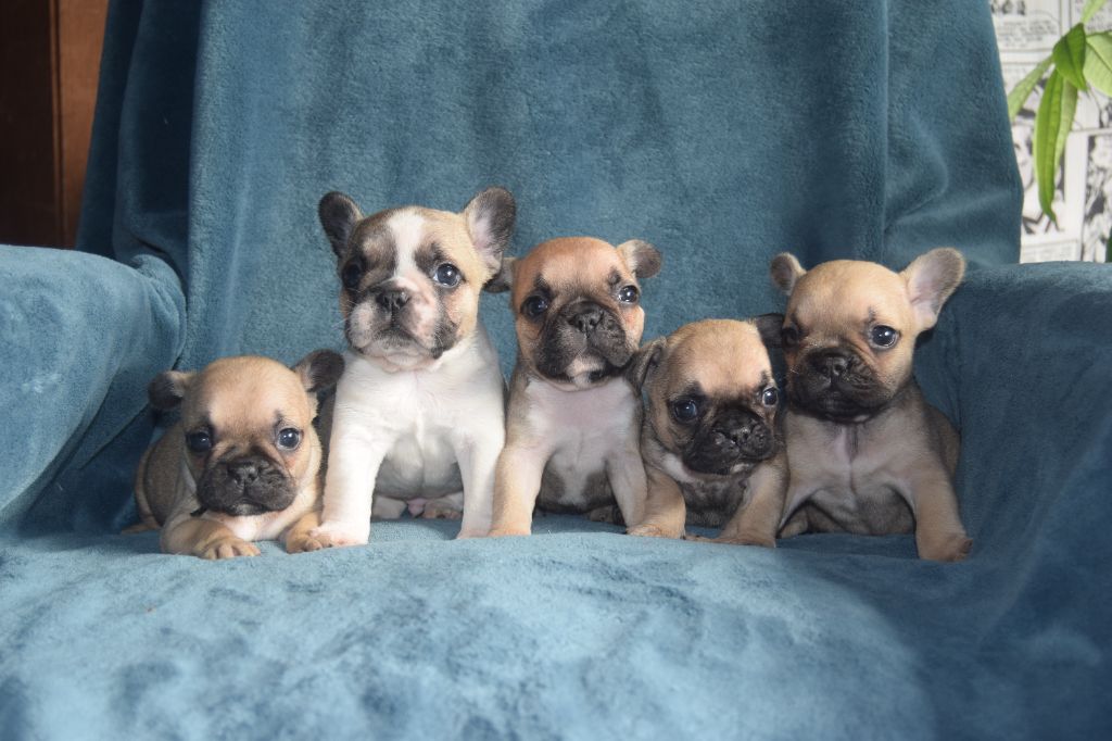 Chiot Bouledogue français Bcbg Belle Carrure Belle Gueule