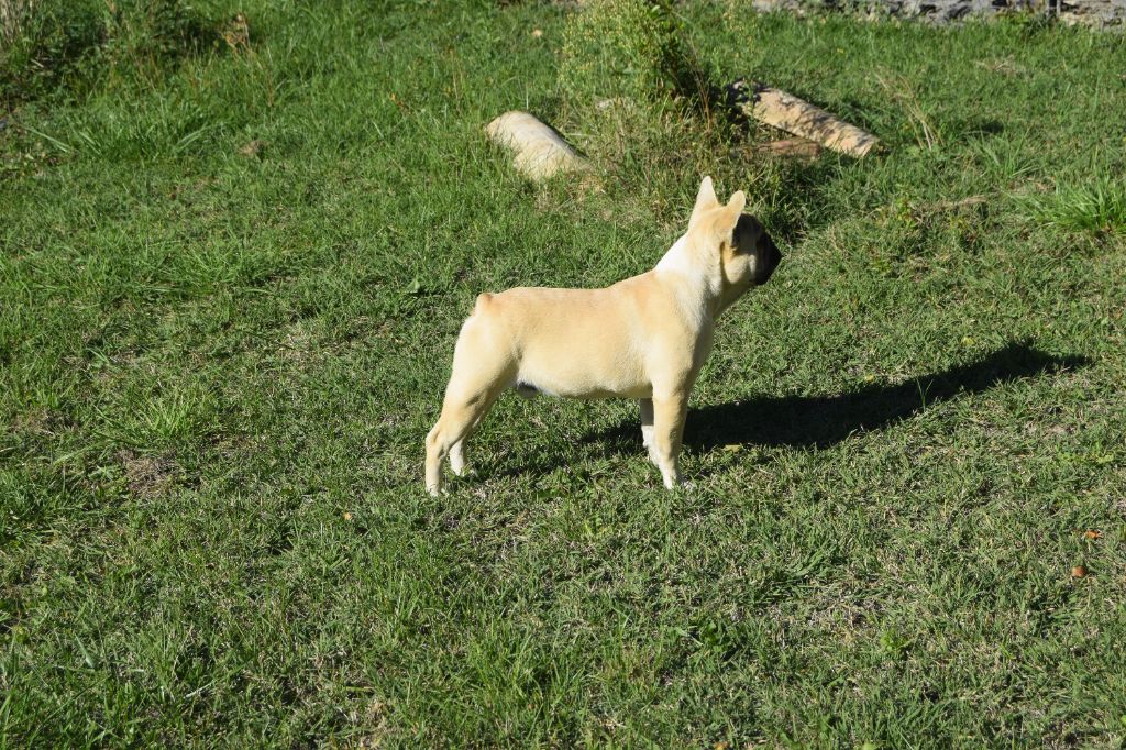 Bcbg Belle Carrure Belle Gueule - Bouledogue français - Portée née le 24/01/2025