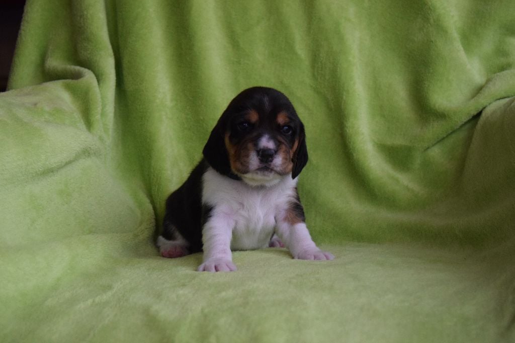 Bcbg Belle Carrure Belle Gueule - Chiots disponibles - Beagle