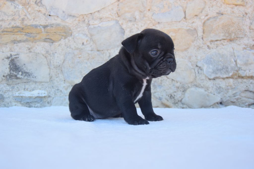 Bcbg Belle Carrure Belle Gueule - Chiots disponibles - Bouledogue français
