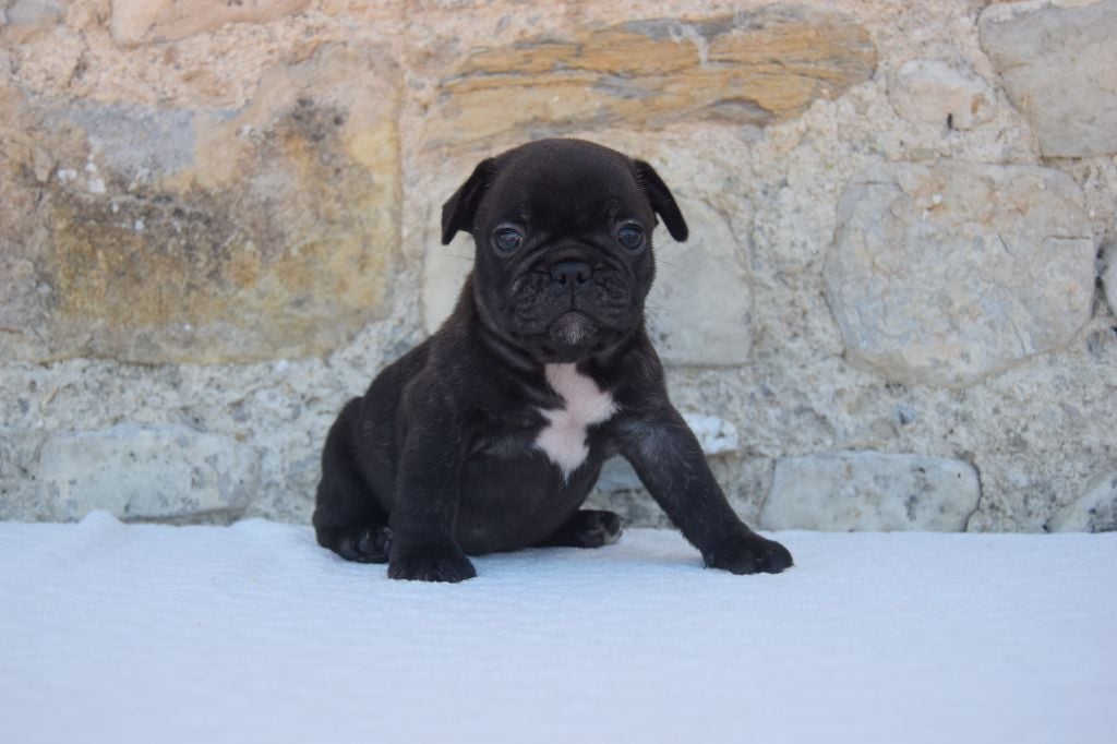 Bcbg Belle Carrure Belle Gueule - Chiots disponibles - Bouledogue français