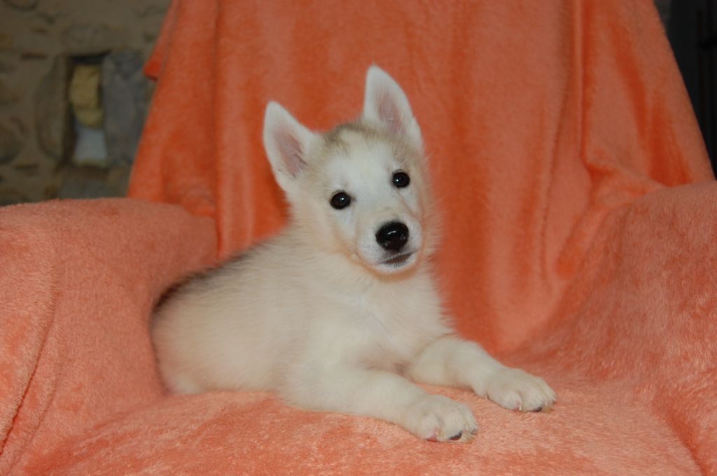 Bcbg Belle Carrure Belle Gueule - Siberian Husky - Portée née le 08/07/2019