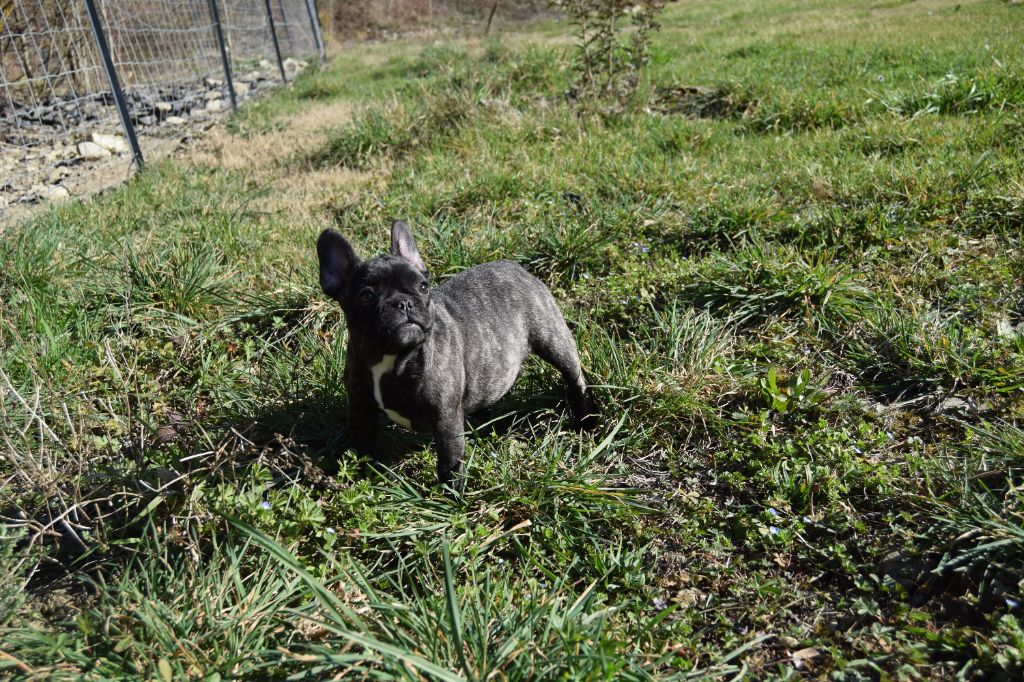 Bcbg Belle Carrure Belle Gueule - Chiots disponibles - Bouledogue français