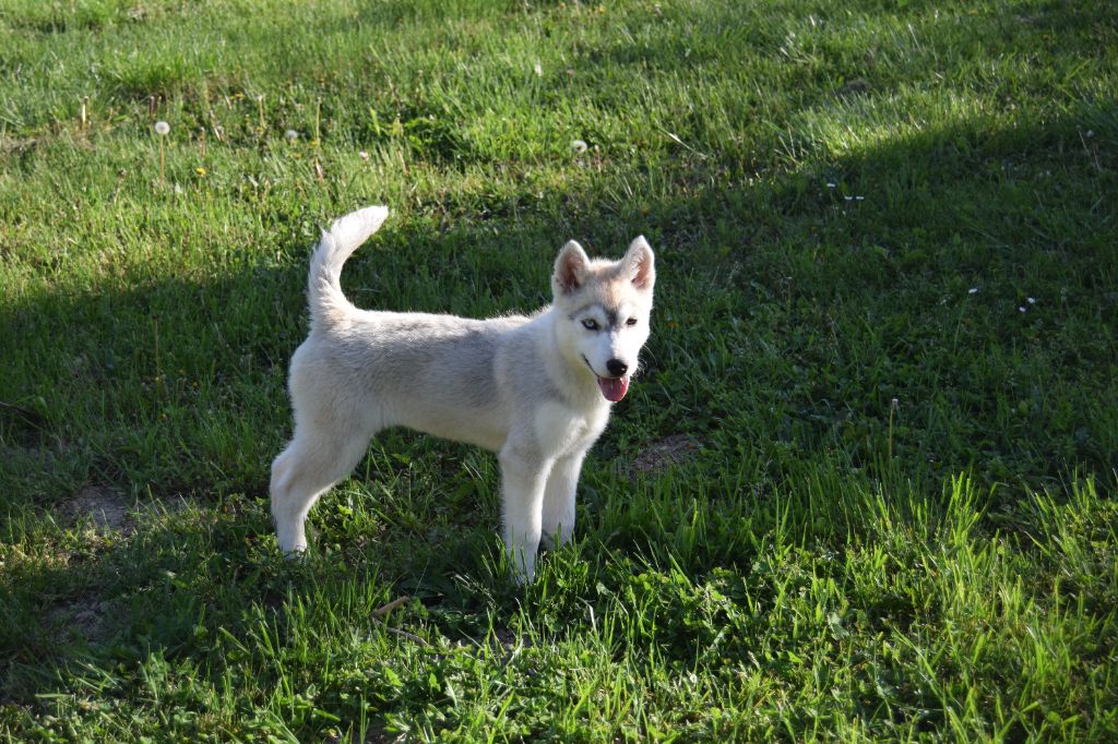 Bcbg Belle Carrure Belle Gueule - Siberian Husky - Portée née le 05/12/2024