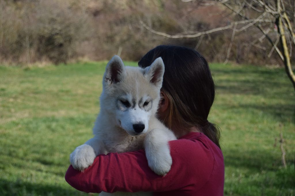 Bcbg Belle Carrure Belle Gueule - Chiots disponibles - Siberian Husky