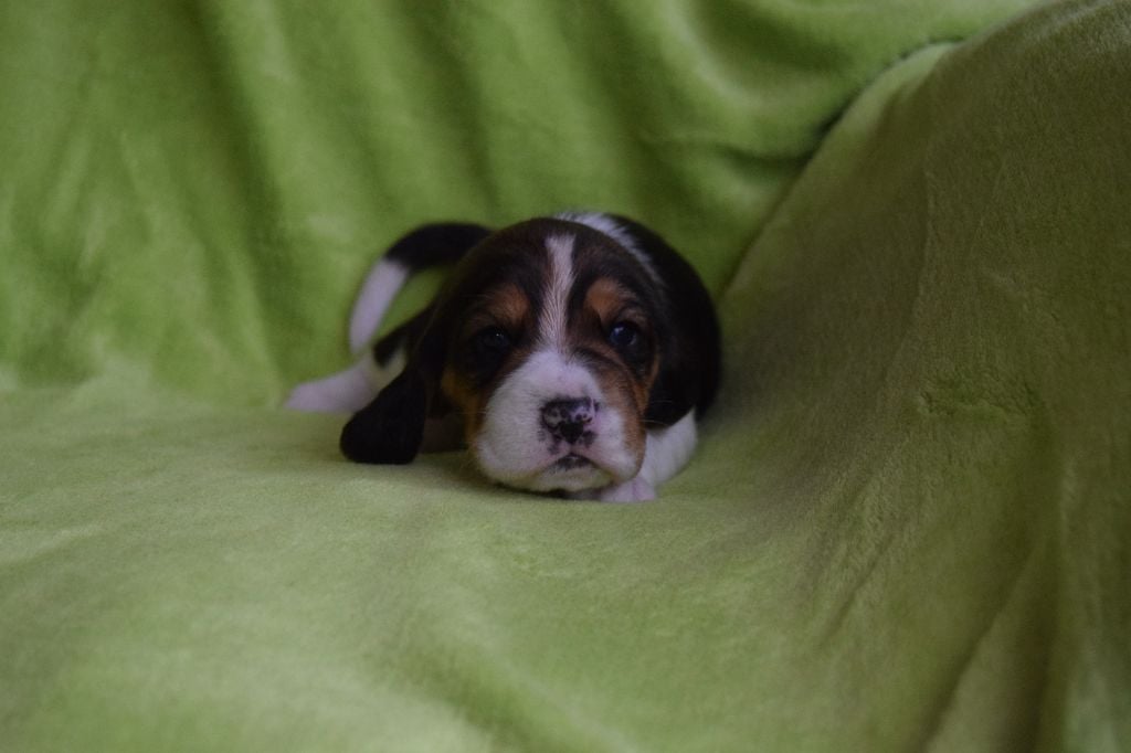 Bcbg Belle Carrure Belle Gueule - Chiots disponibles - Beagle