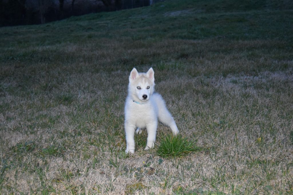 Bcbg Belle Carrure Belle Gueule - Chiots disponibles - Siberian Husky