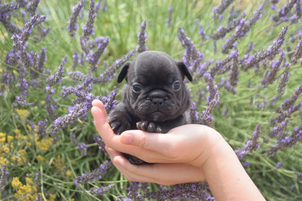 Bcbg Belle Carrure Belle Gueule - Chiots disponibles - Bouledogue français