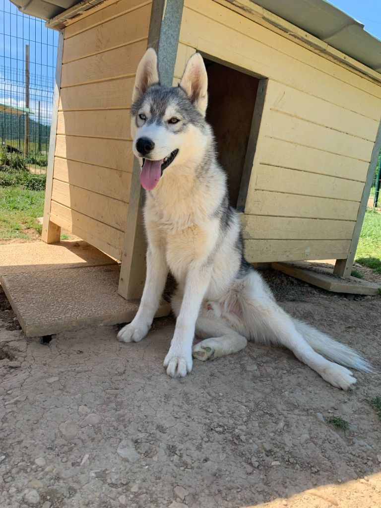 Bcbg Belle Carrure Belle Gueule - Chiots disponibles - Siberian Husky