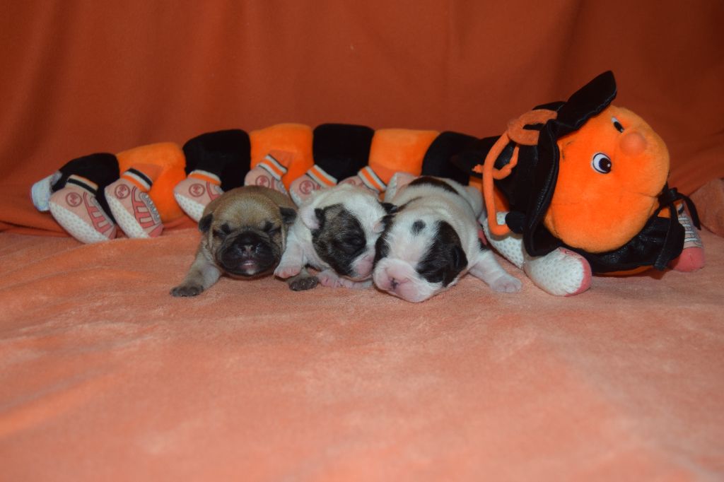 Chiot Bouledogue français Bcbg Belle Carrure Belle Gueule