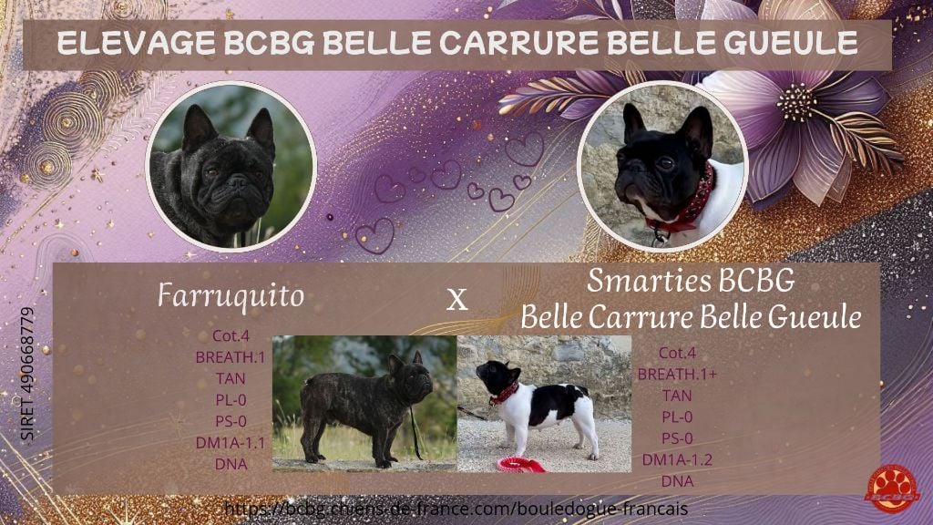 Bcbg Belle Carrure Belle Gueule - Bouledogue français - Portée née le 02/06/2025