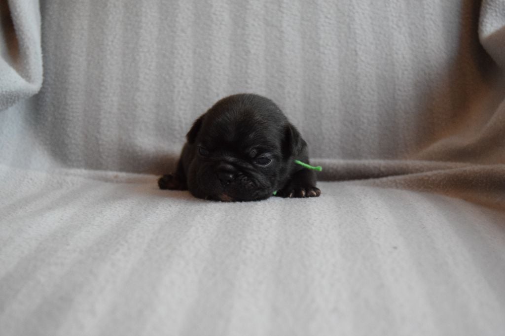 Bcbg Belle Carrure Belle Gueule - Chiots disponibles - Bouledogue français