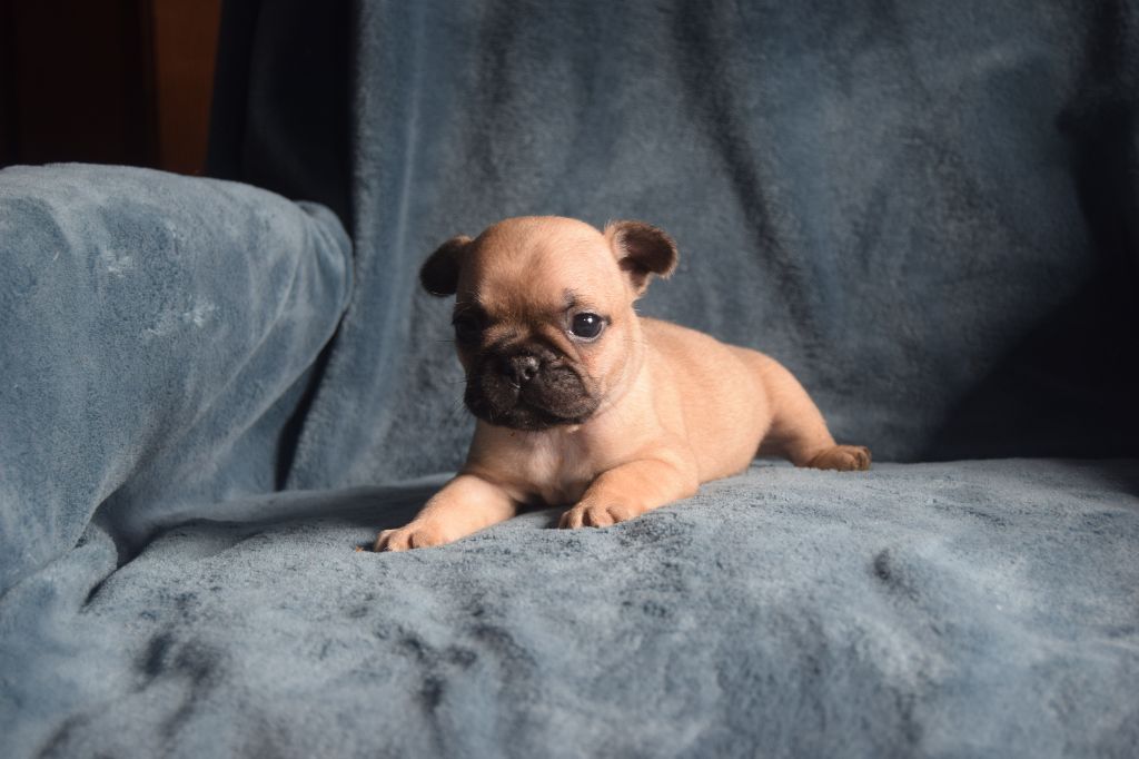 Bcbg Belle Carrure Belle Gueule - Chiots disponibles - Bouledogue français