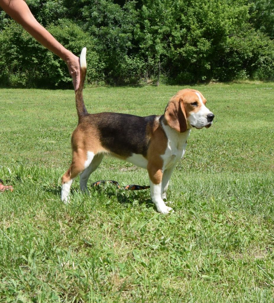 Bcbg Belle Carrure Belle Gueule - Beagle - Portée née le 26/03/2024