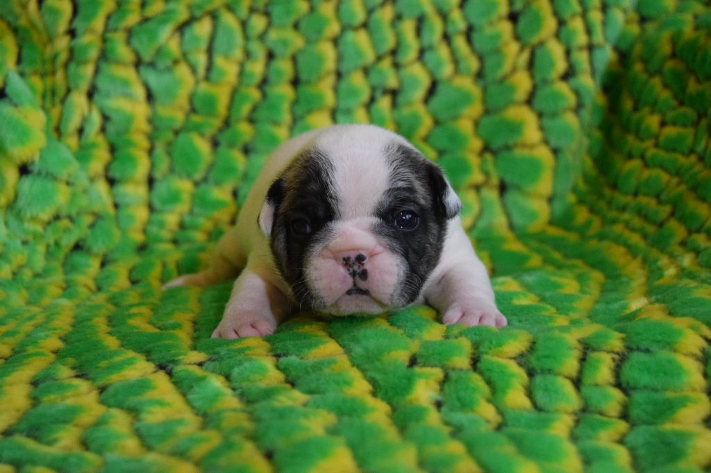 Bcbg Belle Carrure Belle Gueule - Chiots disponibles - Bouledogue français