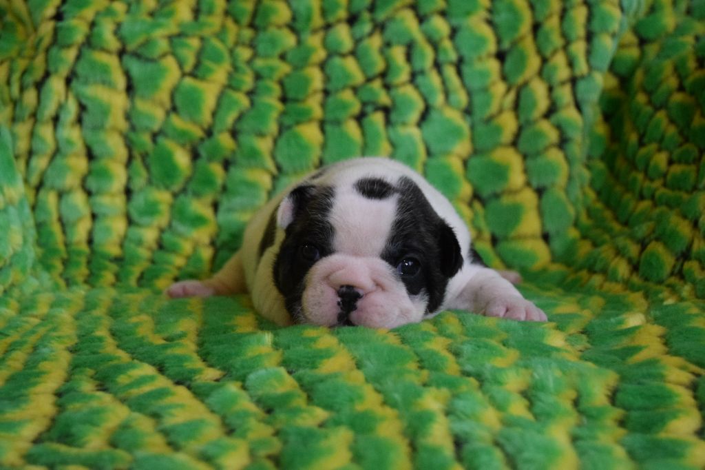 Bcbg Belle Carrure Belle Gueule - Chiots disponibles - Bouledogue français