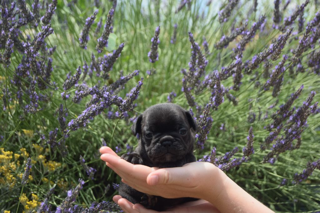 Bcbg Belle Carrure Belle Gueule - Chiots disponibles - Bouledogue français