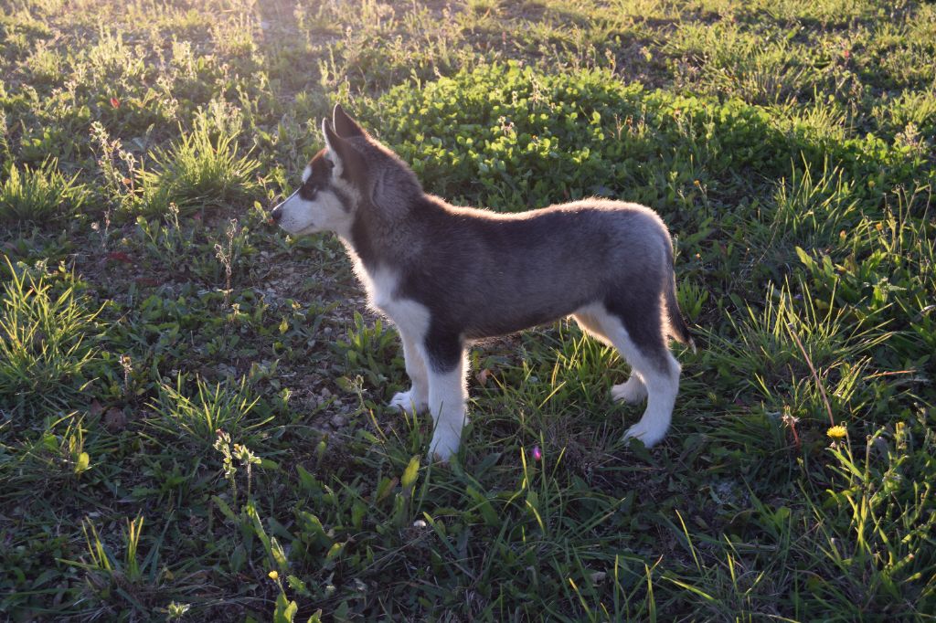 Bcbg Belle Carrure Belle Gueule - Siberian Husky - Portée née le 15/08/2021