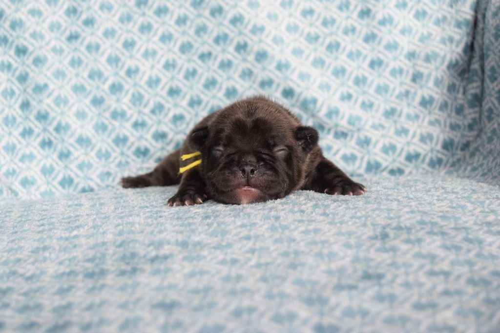 Bcbg Belle Carrure Belle Gueule - Chiots disponibles - Bouledogue français