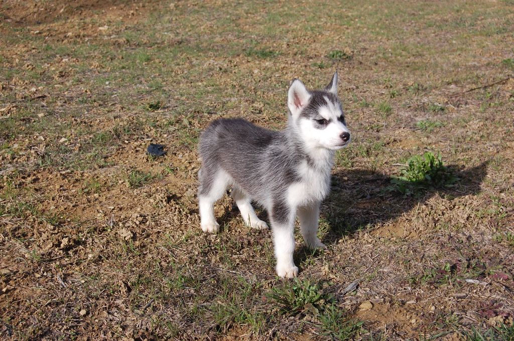 Bcbg Belle Carrure Belle Gueule - Siberian Husky - Portée née le 18/11/2017