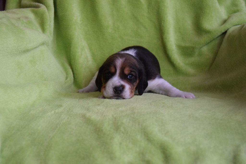 Bcbg Belle Carrure Belle Gueule - Chiots disponibles - Beagle