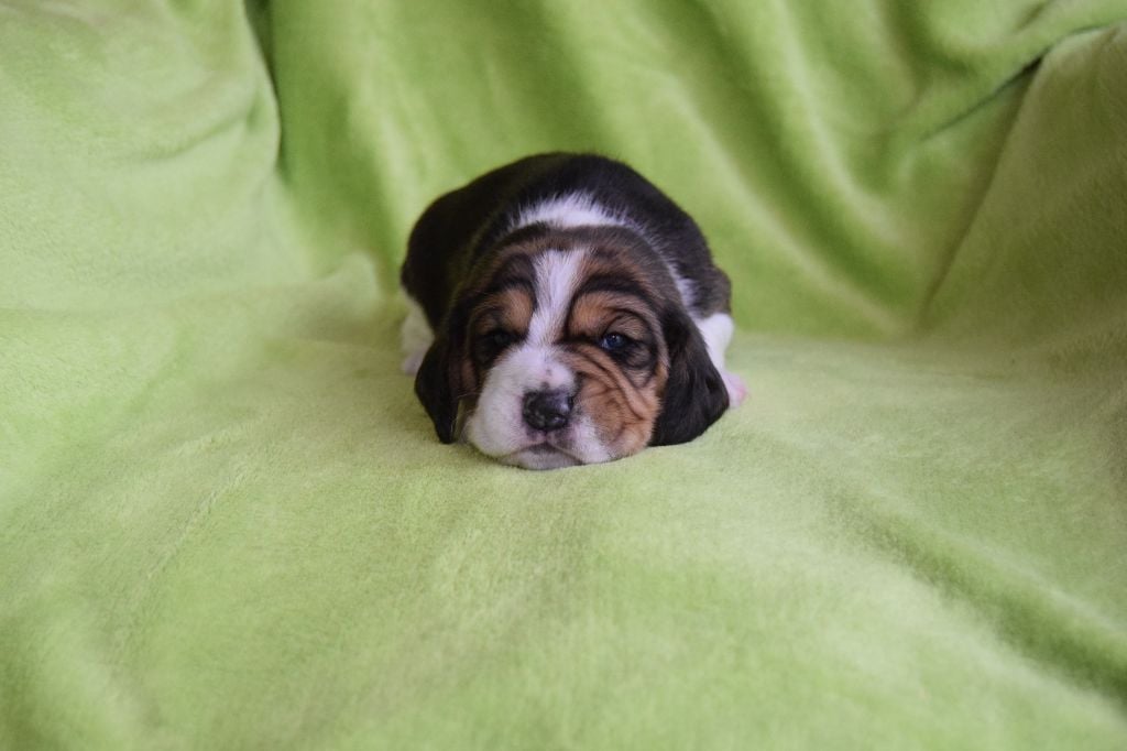 Bcbg Belle Carrure Belle Gueule - Chiots disponibles - Beagle