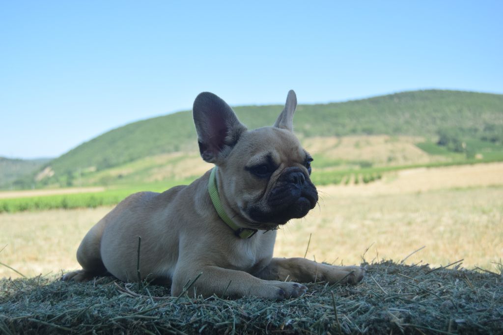 Bcbg Belle Carrure Belle Gueule - Chiots disponibles - Bouledogue français