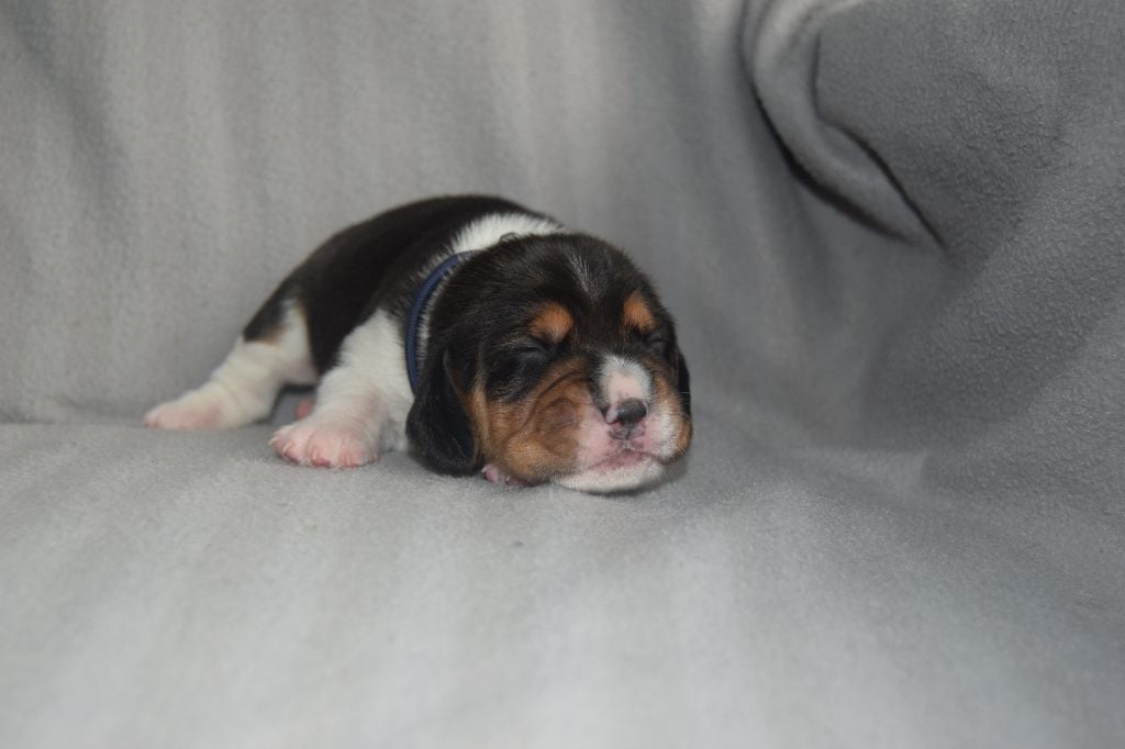 Bcbg Belle Carrure Belle Gueule - Chiots disponibles - Beagle