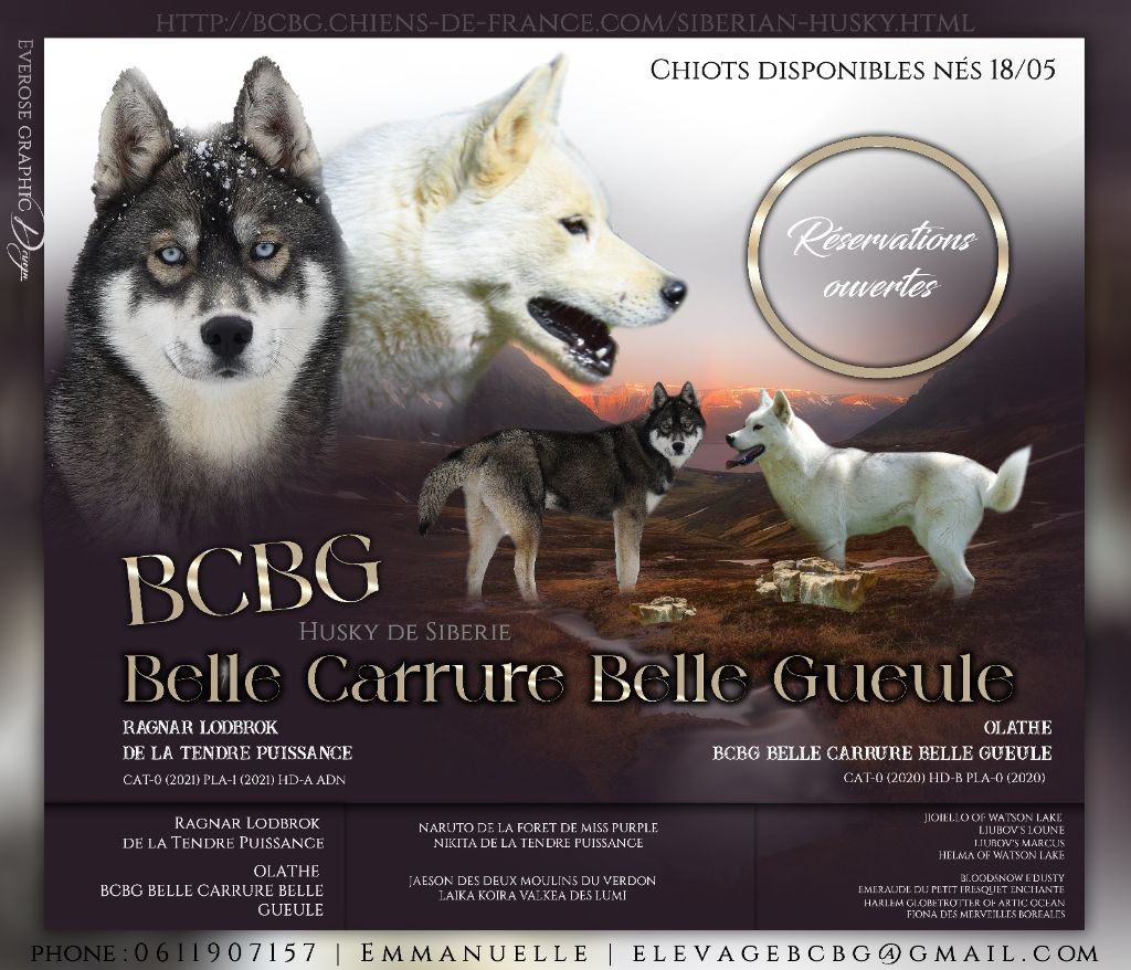 Bcbg Belle Carrure Belle Gueule - Siberian Husky - Portée née le 18/05/2023