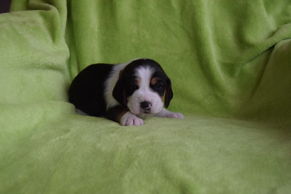 Bcbg Belle Carrure Belle Gueule - Chiots disponibles - Beagle