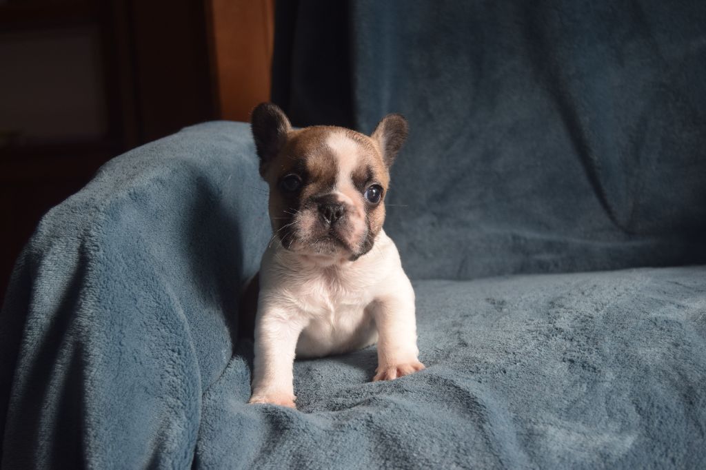 Bcbg Belle Carrure Belle Gueule - Chiots disponibles - Bouledogue français