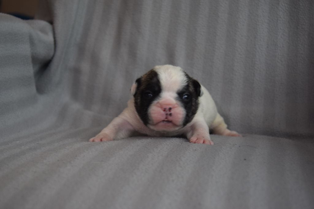 Bcbg Belle Carrure Belle Gueule - Chiots disponibles - Bouledogue français