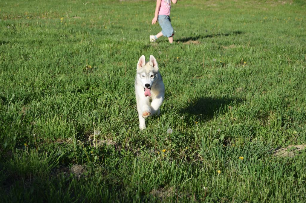 Bcbg Belle Carrure Belle Gueule - Siberian Husky - Portée née le 10/12/2024