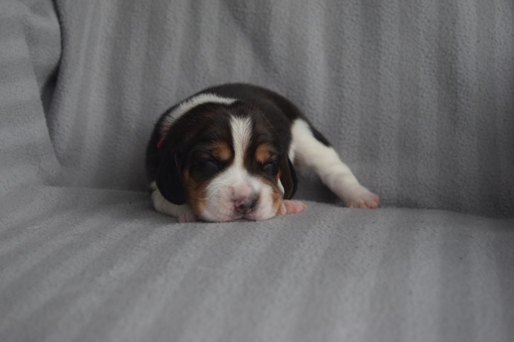 Bcbg Belle Carrure Belle Gueule - Chiots disponibles - Beagle