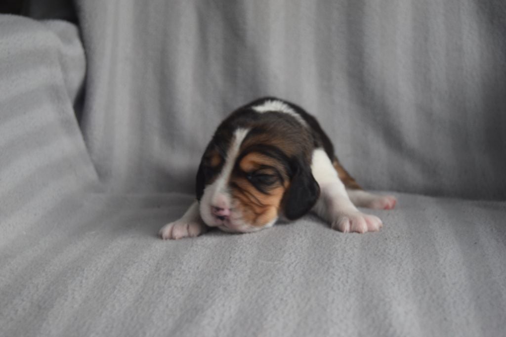 Bcbg Belle Carrure Belle Gueule - Chiots disponibles - Beagle
