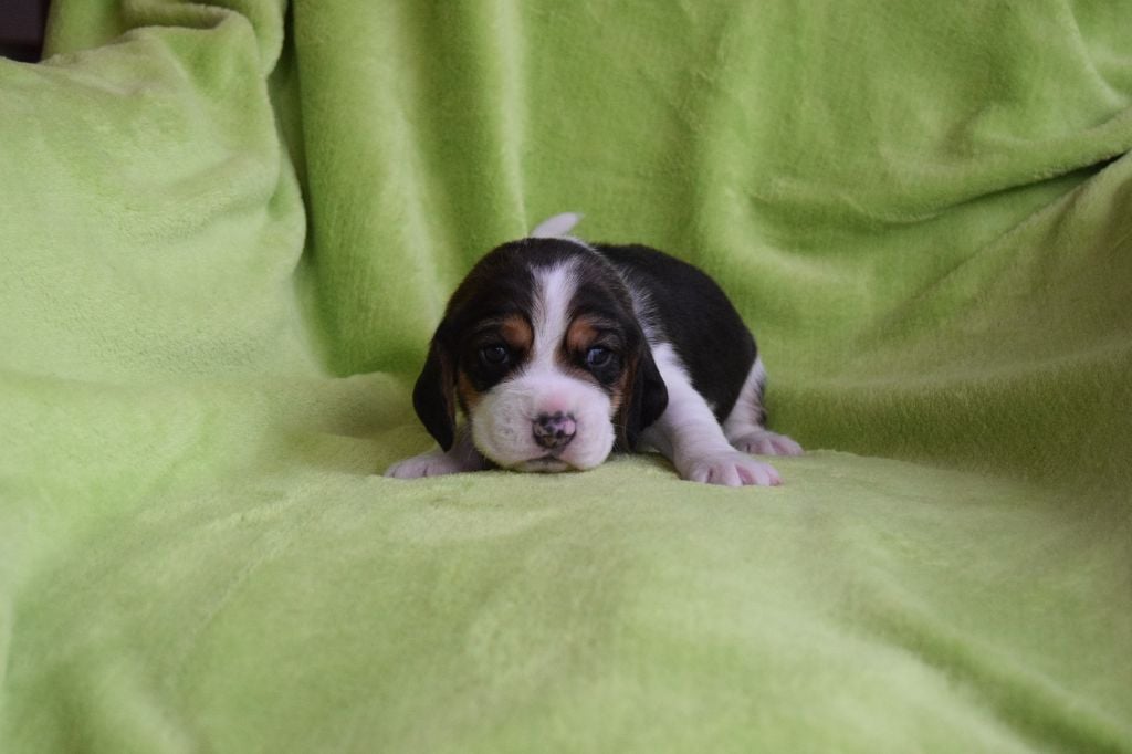 Bcbg Belle Carrure Belle Gueule - Chiots disponibles - Beagle