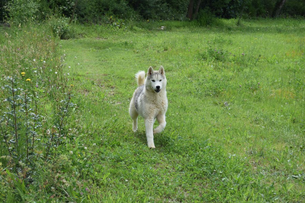 Bcbg Belle Carrure Belle Gueule - Siberian Husky - Portée née le 26/11/2023
