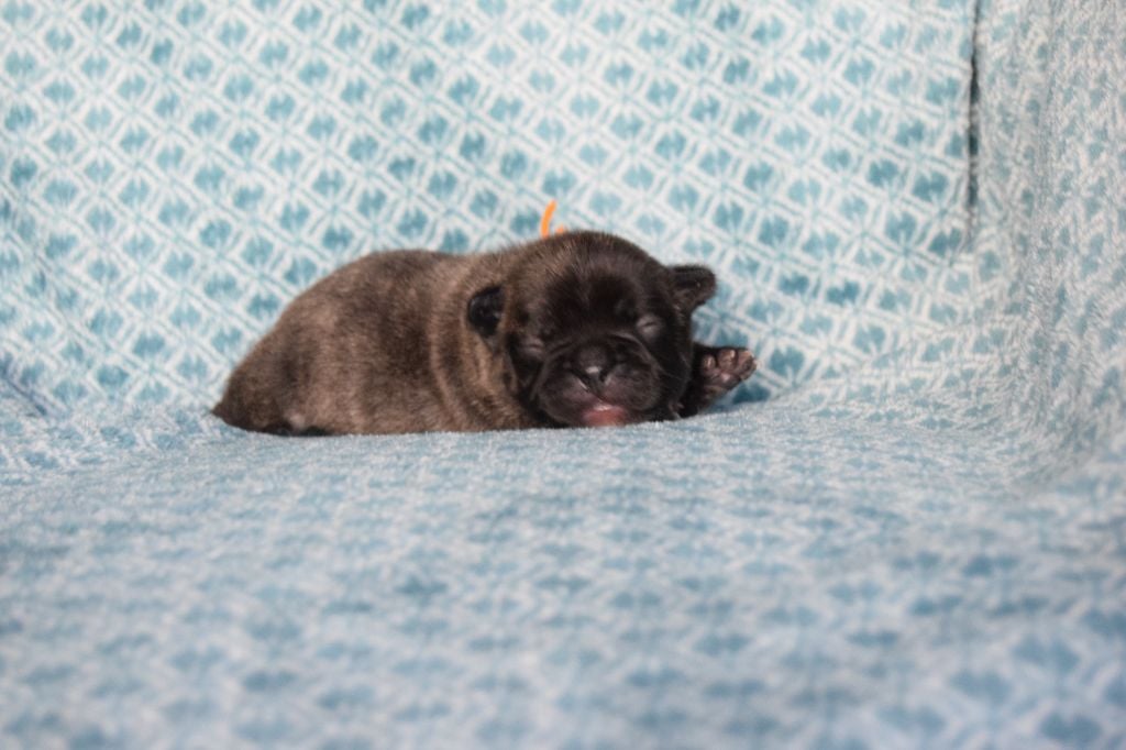 Bcbg Belle Carrure Belle Gueule - Chiots disponibles - Bouledogue français