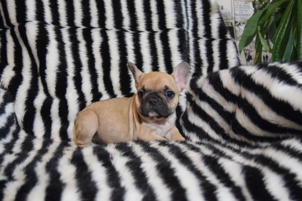 Bcbg Belle Carrure Belle Gueule - Chiots disponibles - Bouledogue français