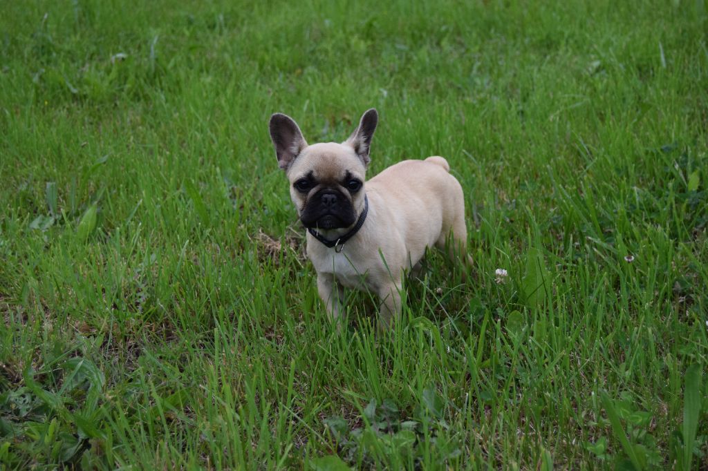 Bcbg Belle Carrure Belle Gueule - Chiots disponibles - Bouledogue français