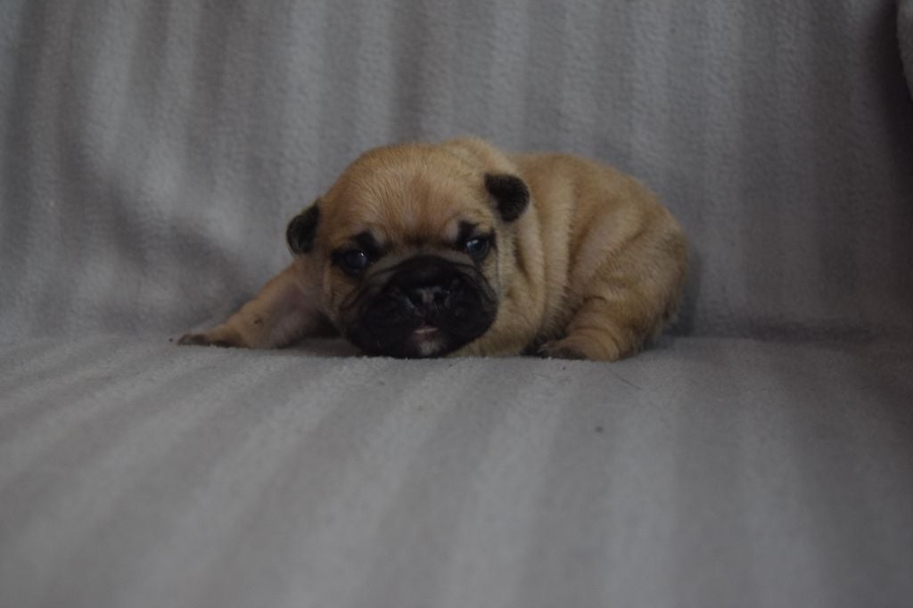 Bcbg Belle Carrure Belle Gueule - Chiots disponibles - Bouledogue français